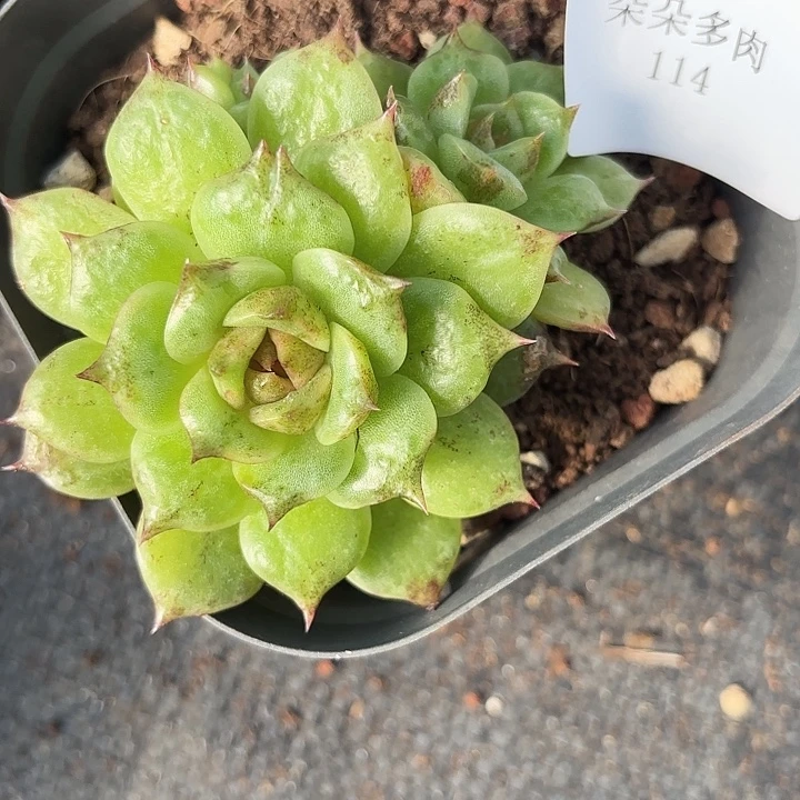闪吼114呀呀呀呀帅