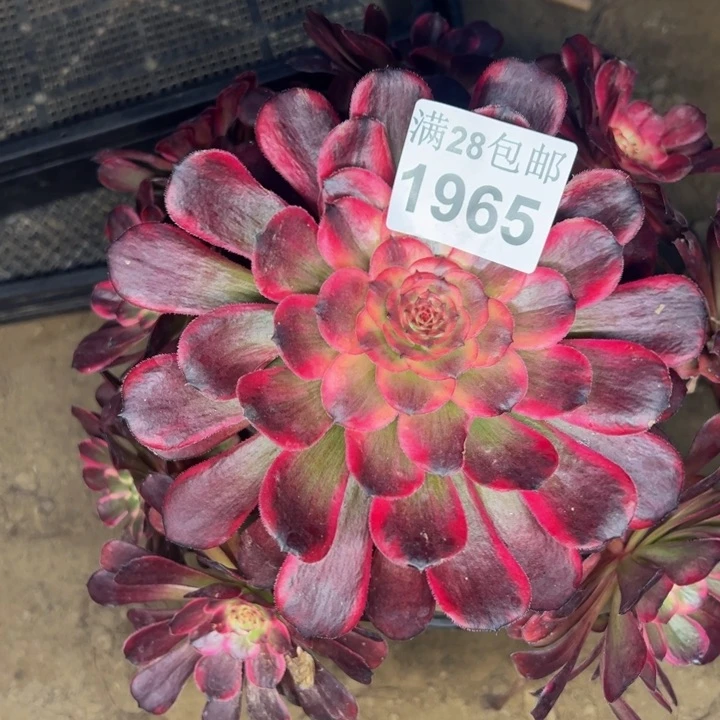 1965黑金刚多肉植物