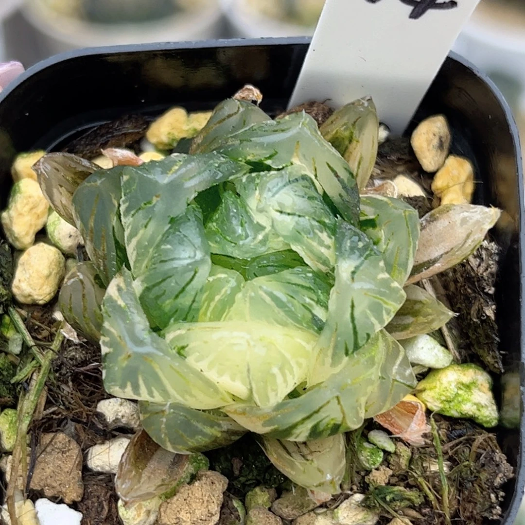 14大窗龙鳞玉露锦福利专场