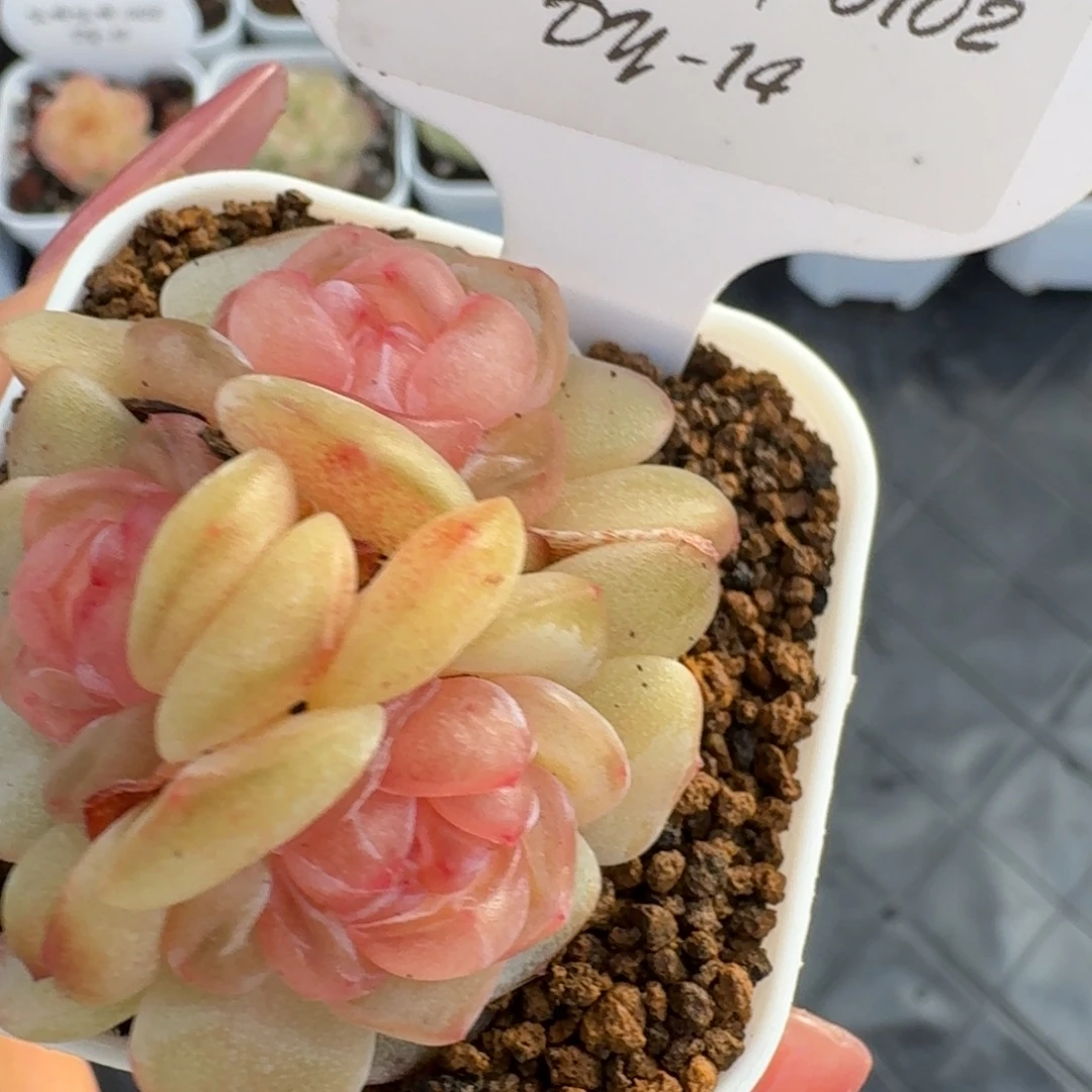 碎***念0102-14-牡丹三头一颗多肉