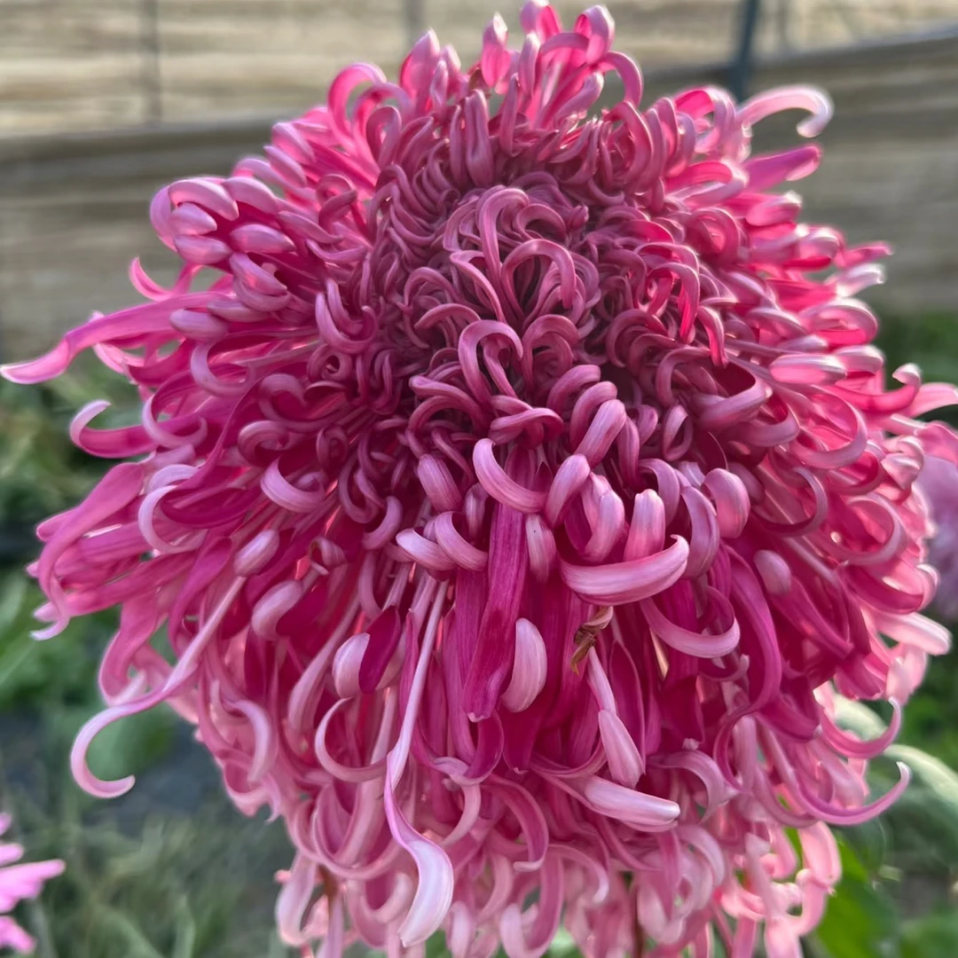 【醉锦】9月大菊成品多年生盆栽花卉绿植耐寒耐热