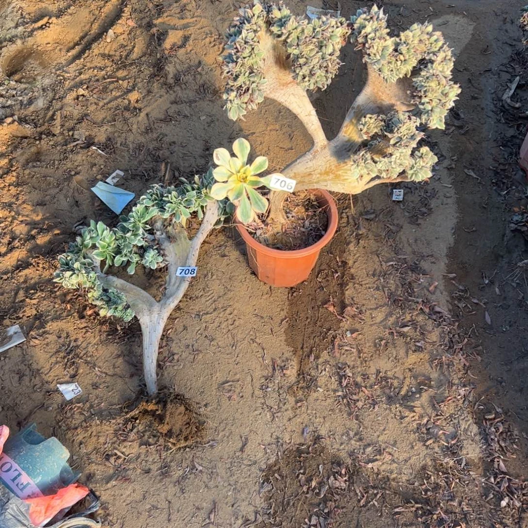 花***语有大伤灿烂706.708高度46厘米