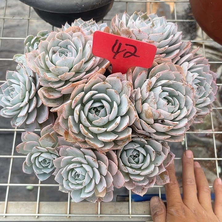 晨语多肉，一物一拍42蓝石莲