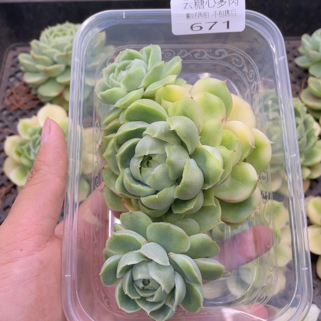 云糖心多肉植物671