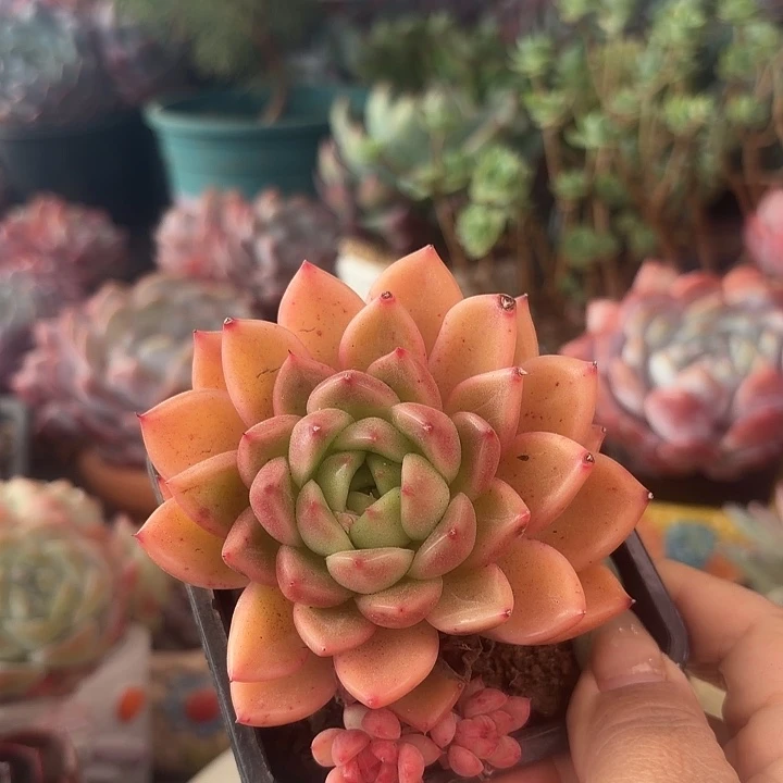 单头望月多肉植物盆栽