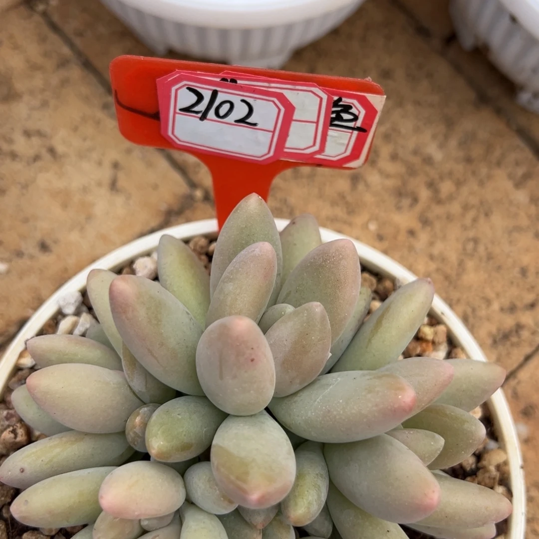 2102。