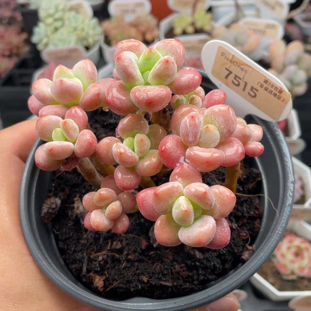 樱花洛神7515-10厘米