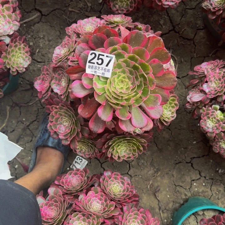 霁月花花27-23包邮花花