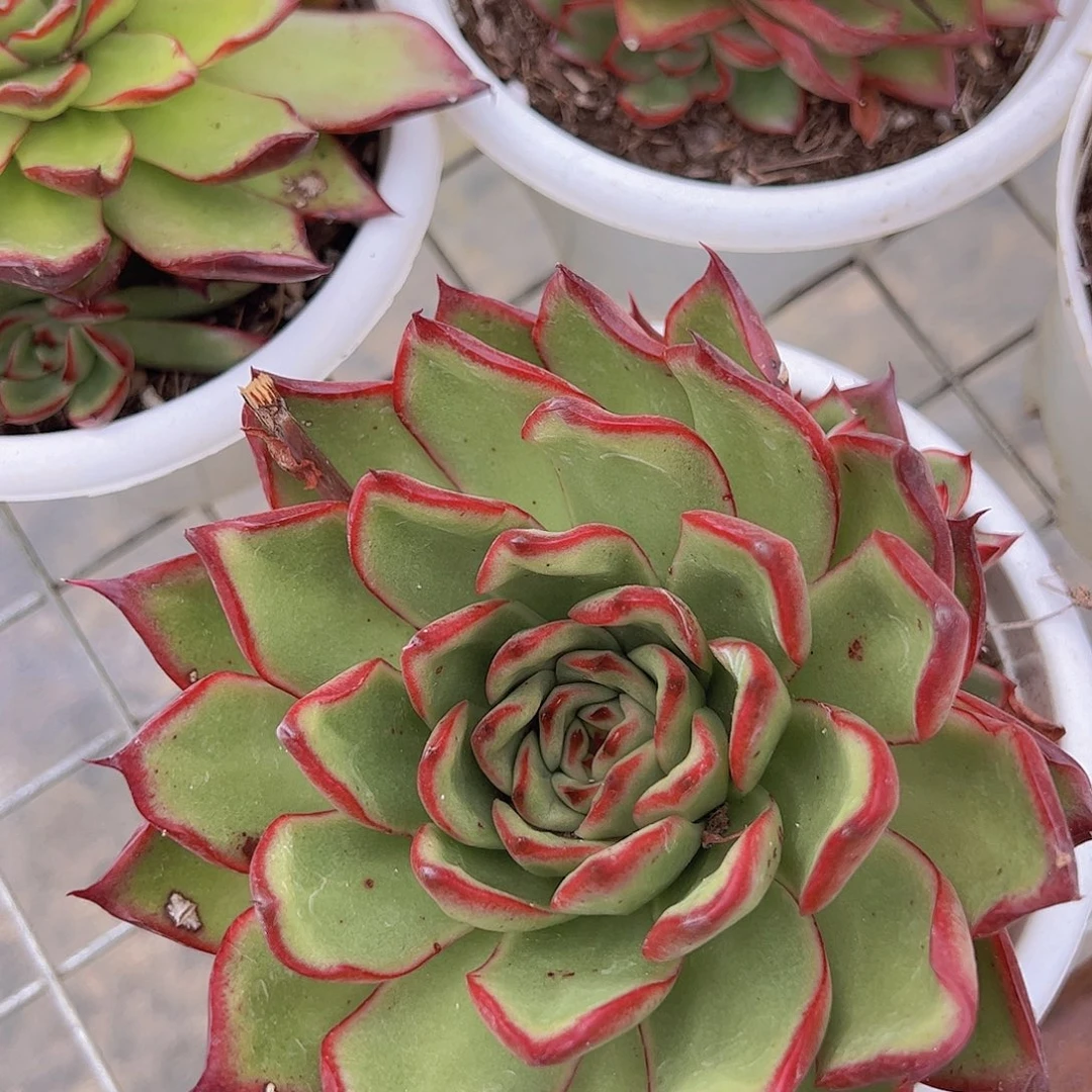 火琉璃 多肉植物