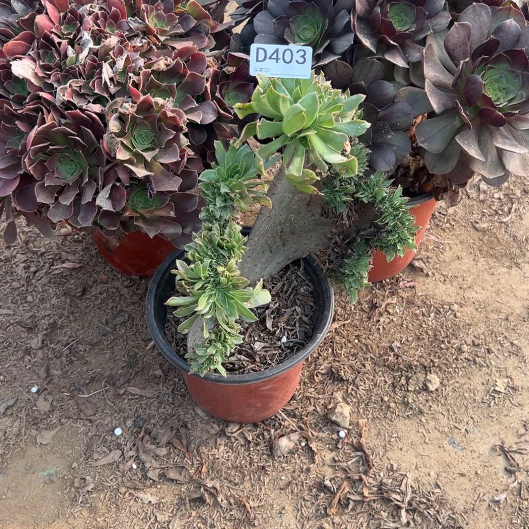 爱***人403三颗组合多肉植物