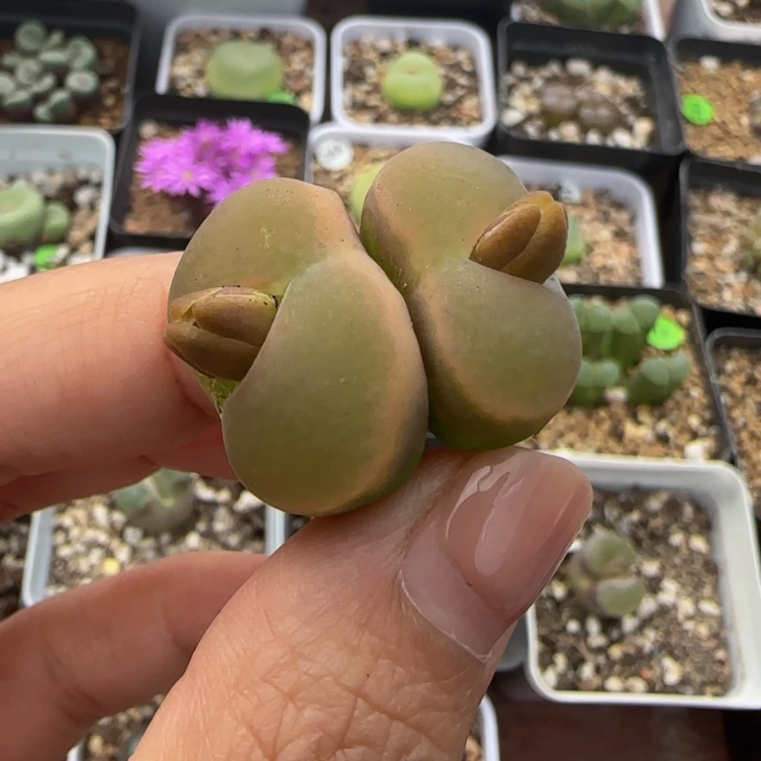 2/2.2cm多肉植物276
