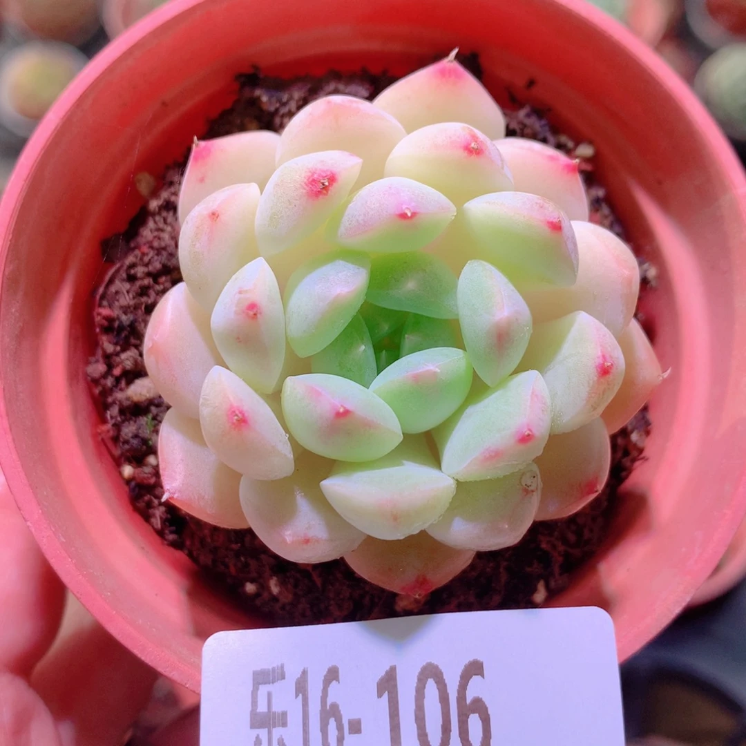 乐然16-106 明月心