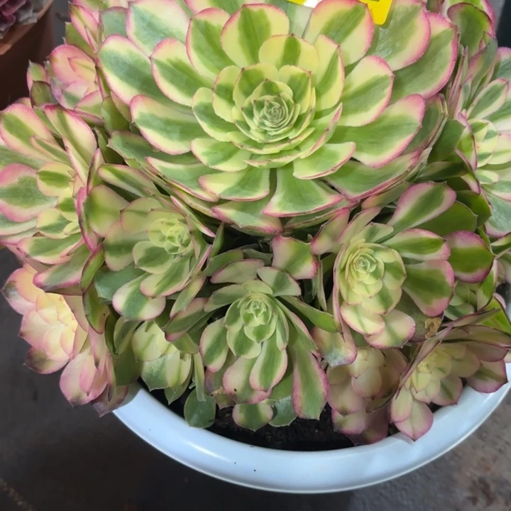 哈哈多肉植物荔枝042