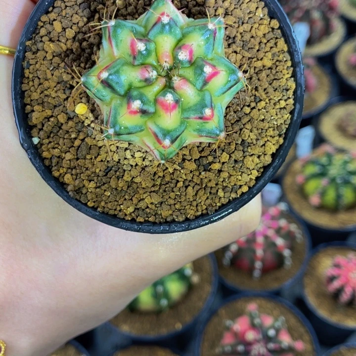 桃太郎后代0000000000008