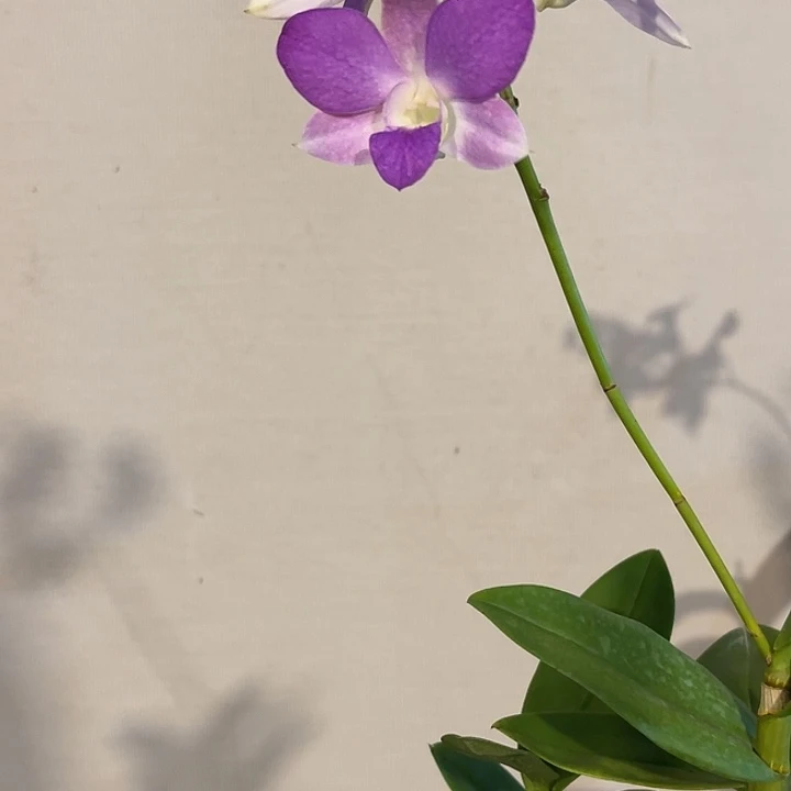 当前无花朵，栽培后可花朵三叉紫970