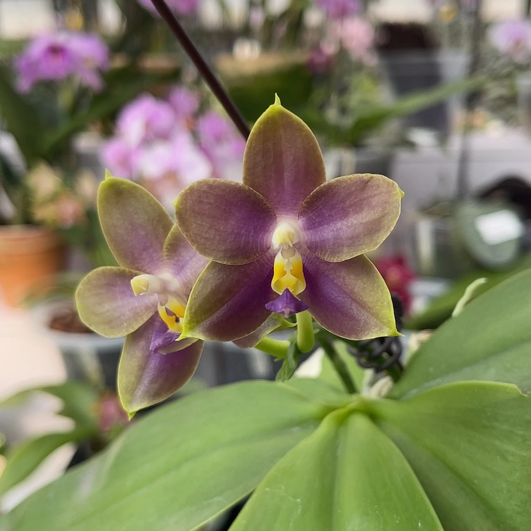 完全开放1102 弥陀amm156