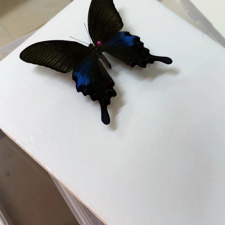 有机玻璃蝴蝶标本蝴蝶标本