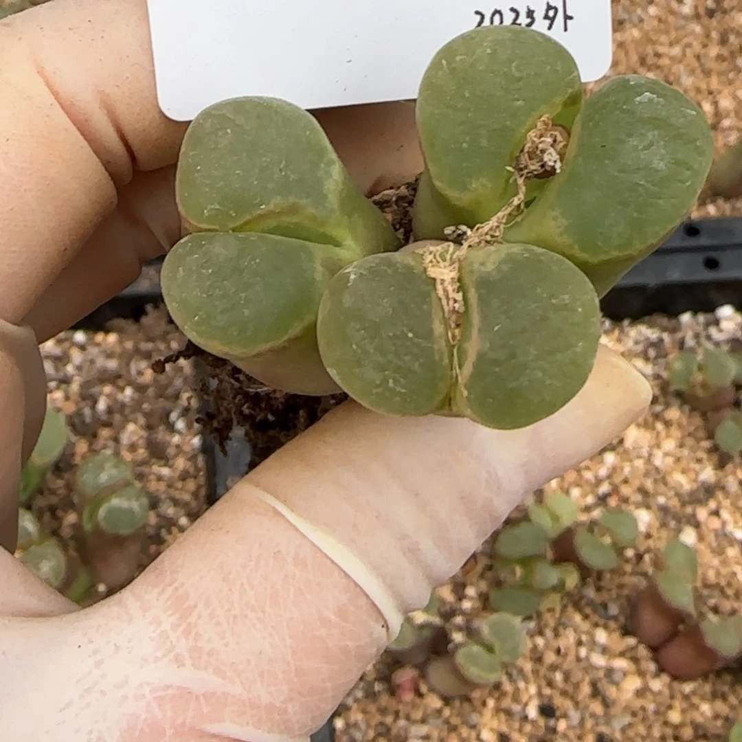 有**吟多肉多肉多肉2025-155