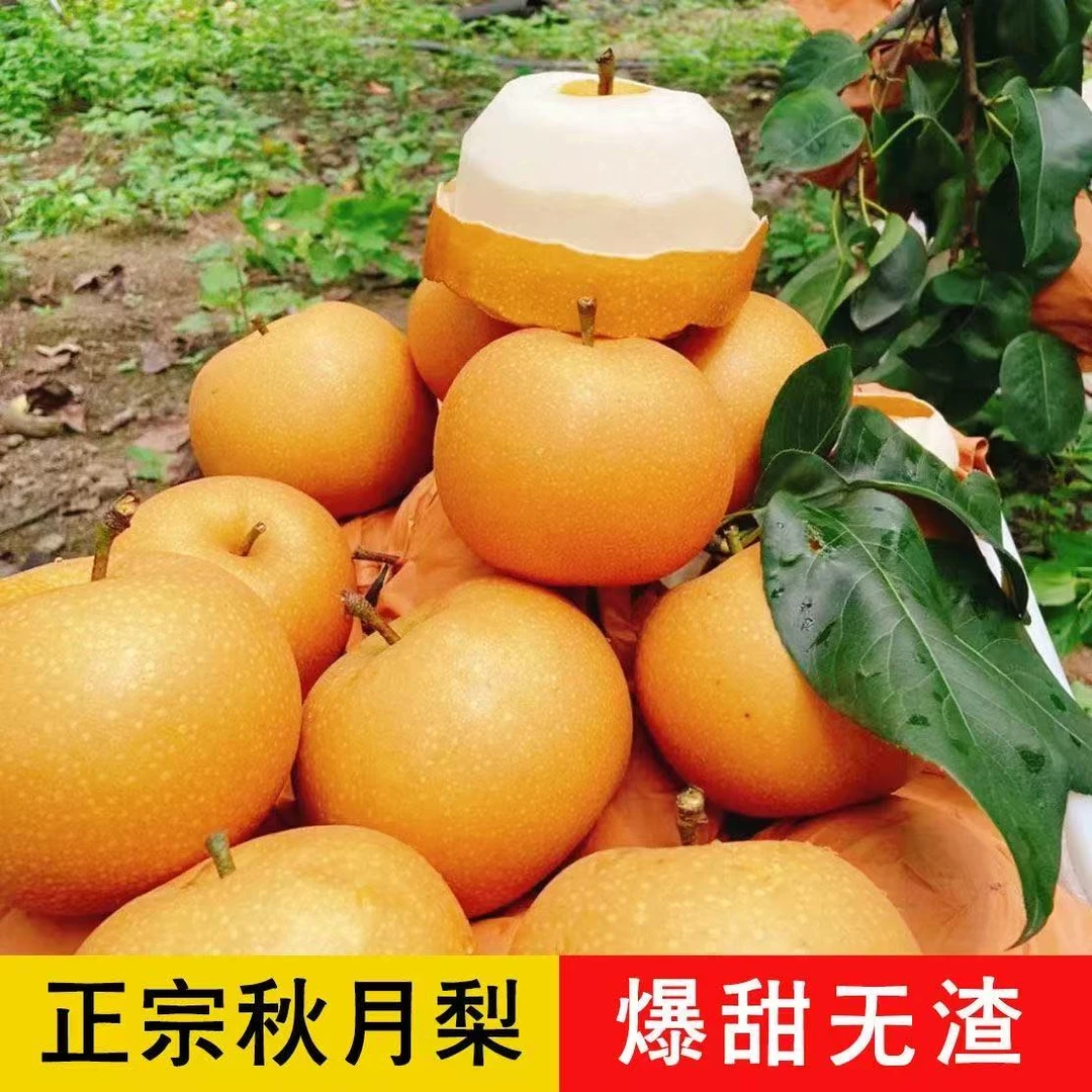 正宗秋月梨脆甜多汁当季新鲜水果细腻无渣