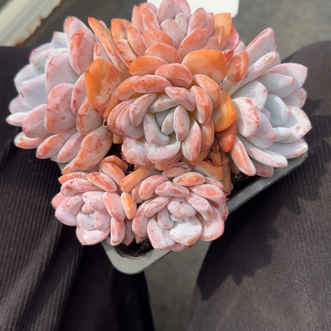 一物一拍奶盖群79