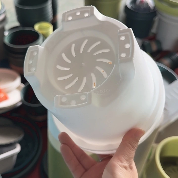 球根17口径10个无托白色