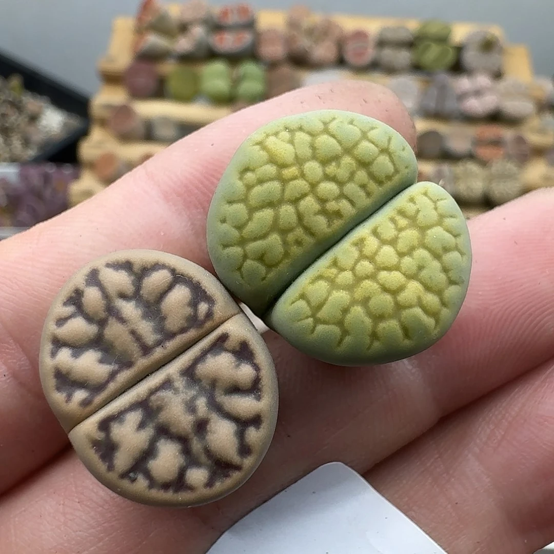 ღ****127哈哈哈哈哈哈哈哈哈