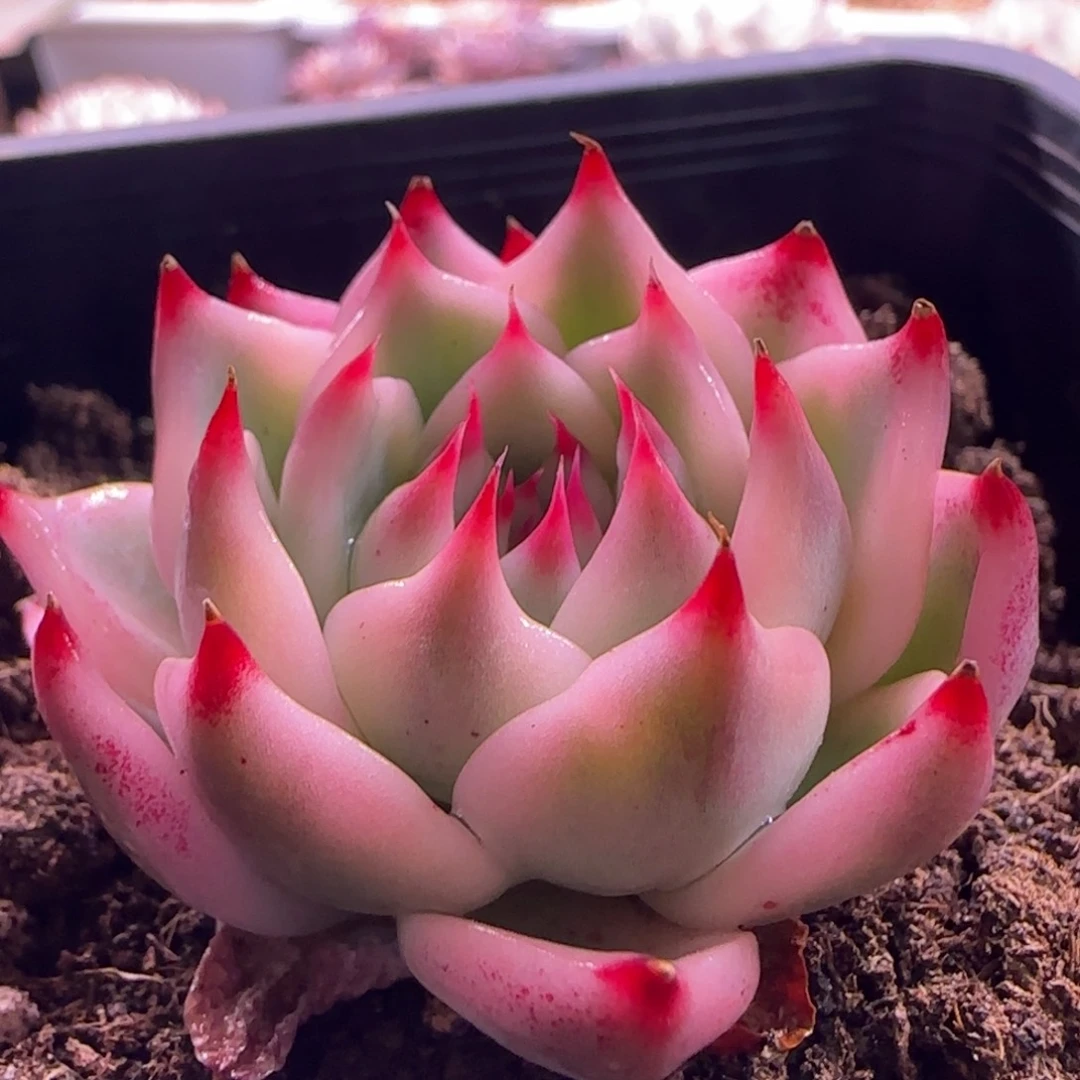 吉娃娃锦 带盆土发货