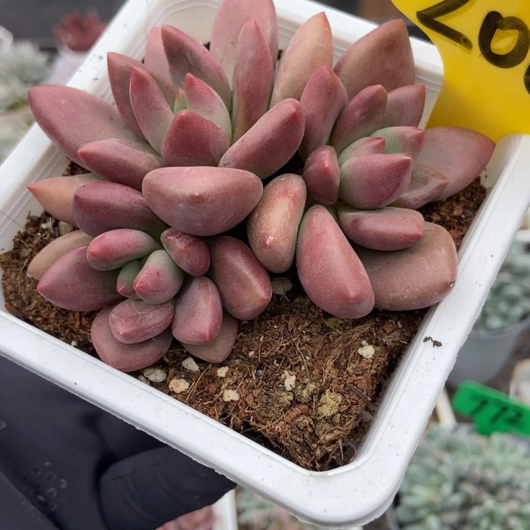 2004桃花源多肉植物