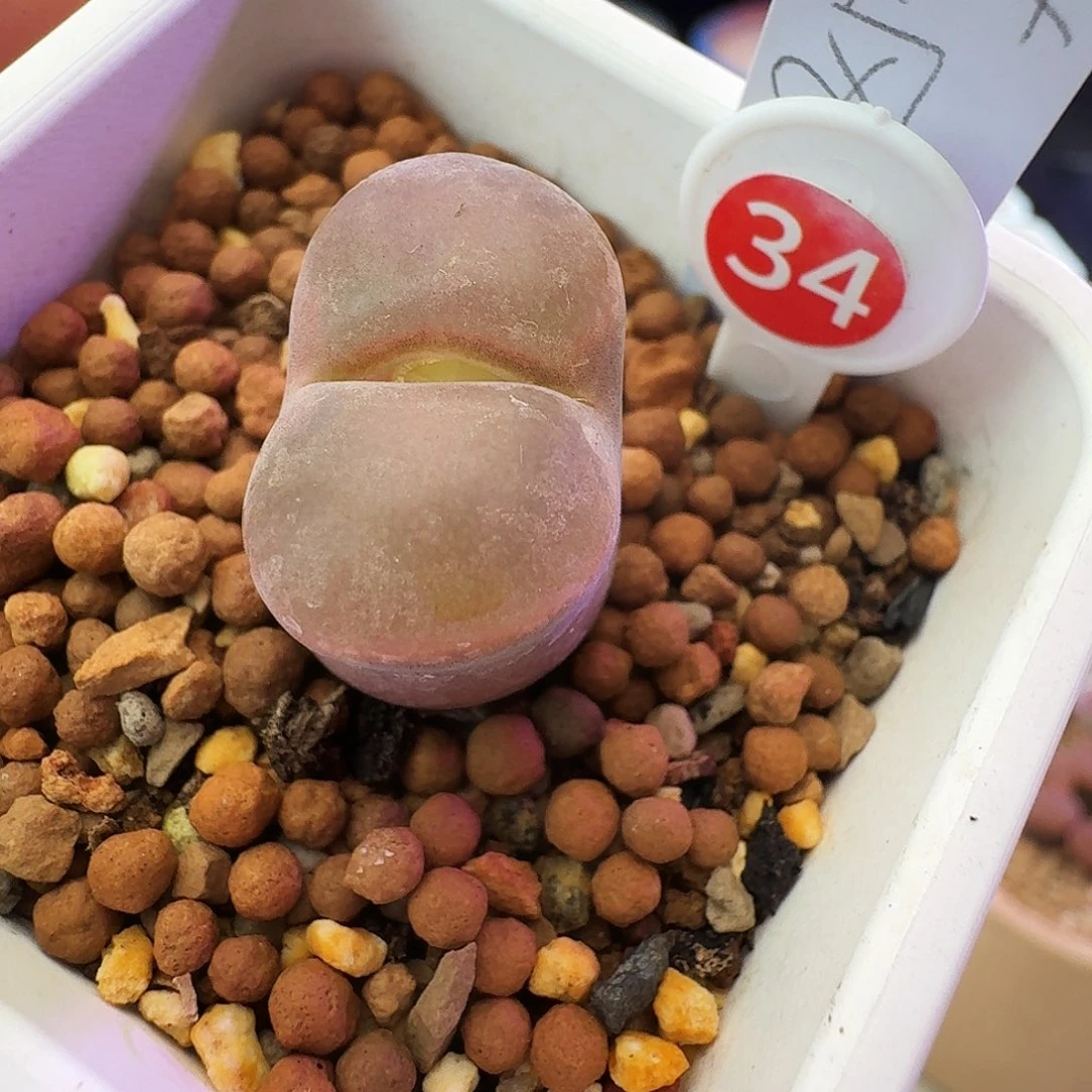 多肉植物福利风铃恩东风铃34