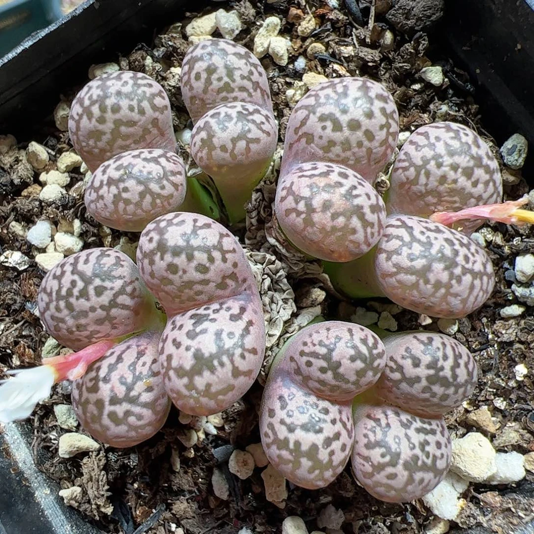 【闪购商品】266 勋章
