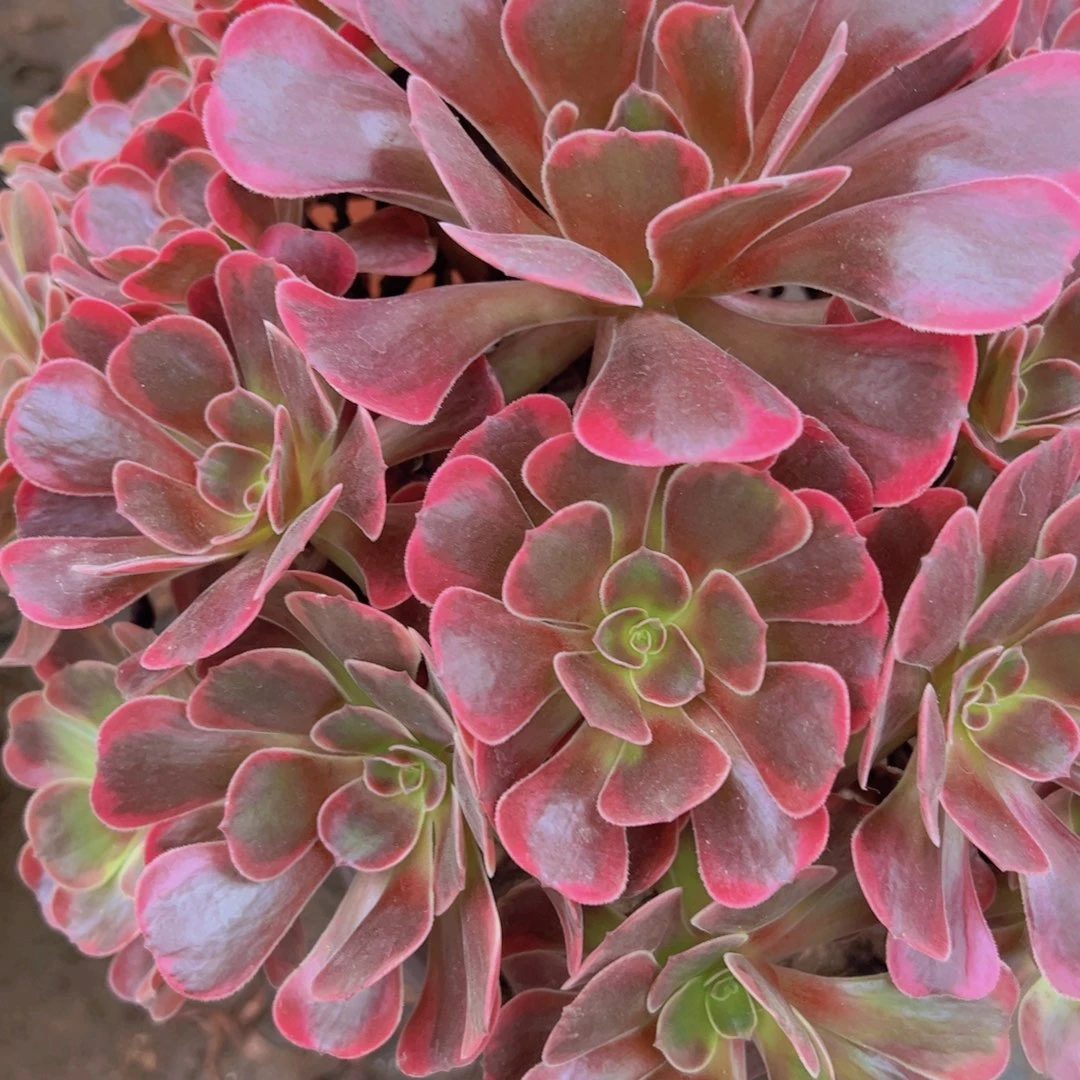 878，爱神多肉植物法师