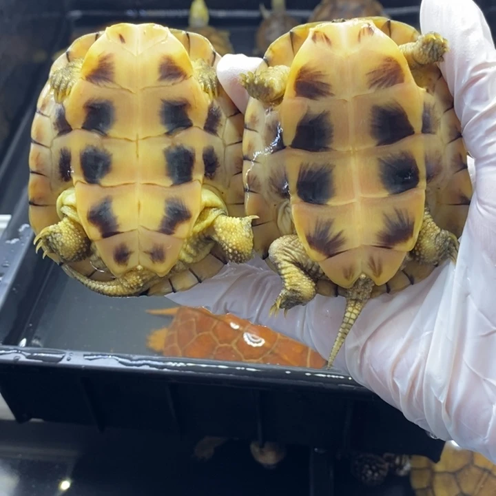 公母搭配宠物龟8-8.1厘米脖子伤疤一对