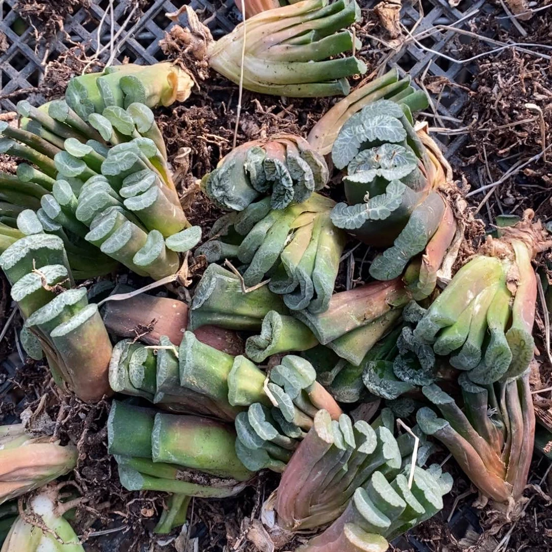 2407 一颗实生玉扇 双蛋福利