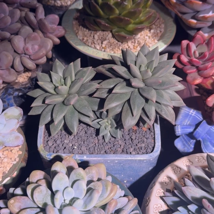 狼牙双头  一物一拍