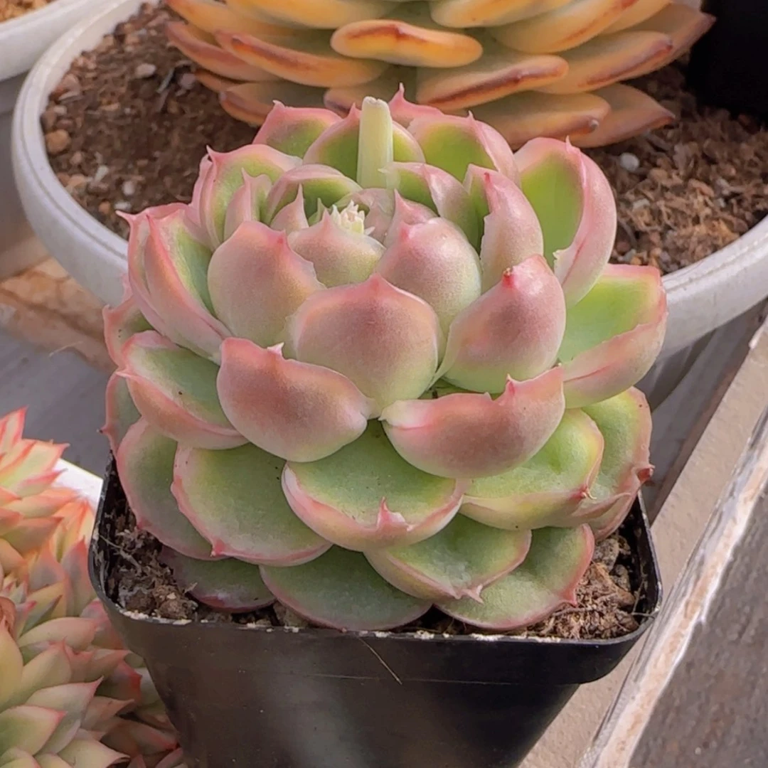 【闪购商品】母本虾饺