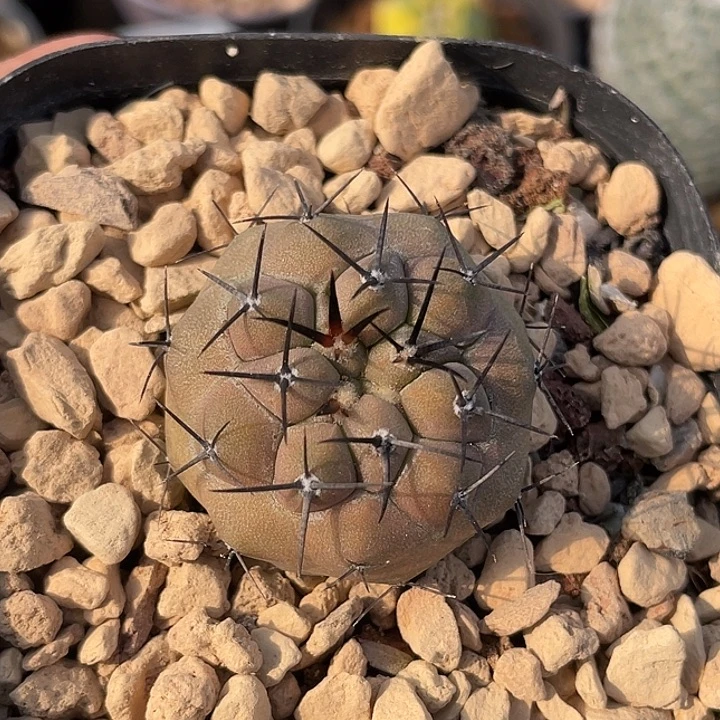 黑王实生仙人球