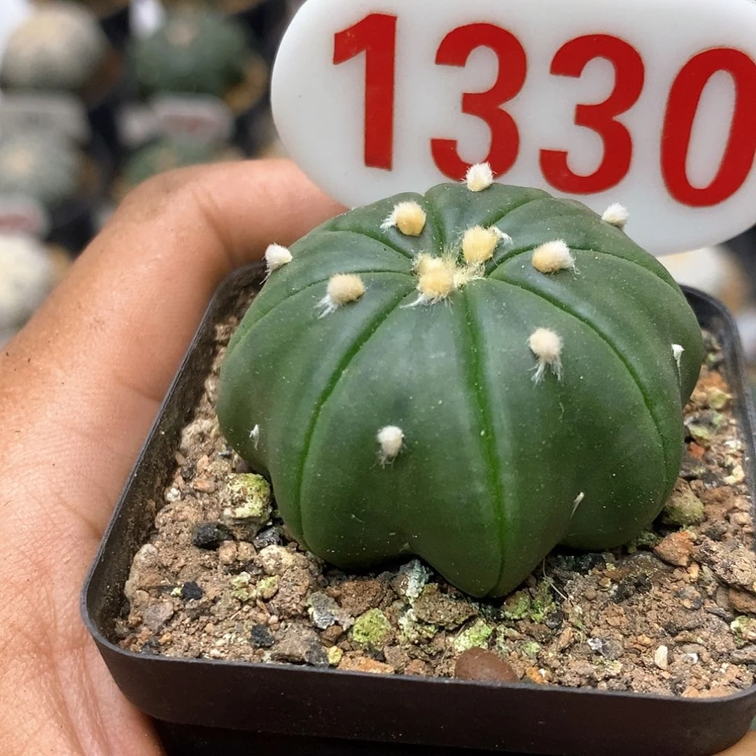 1330琉璃指纹海星戒