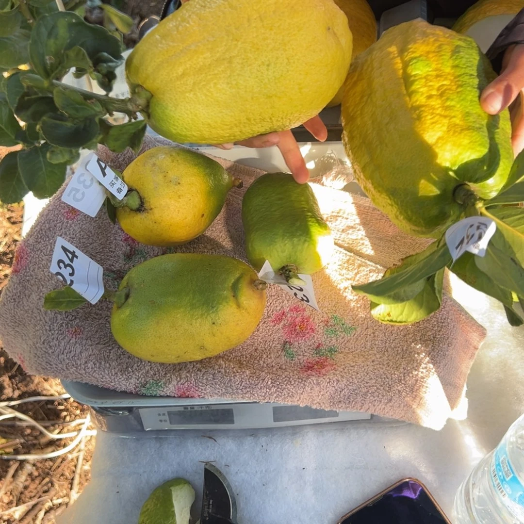 S***F232，237，234，235，236