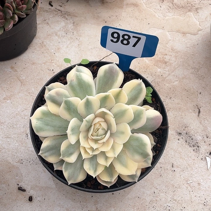 欢***）昂斯诺锦多肉植物