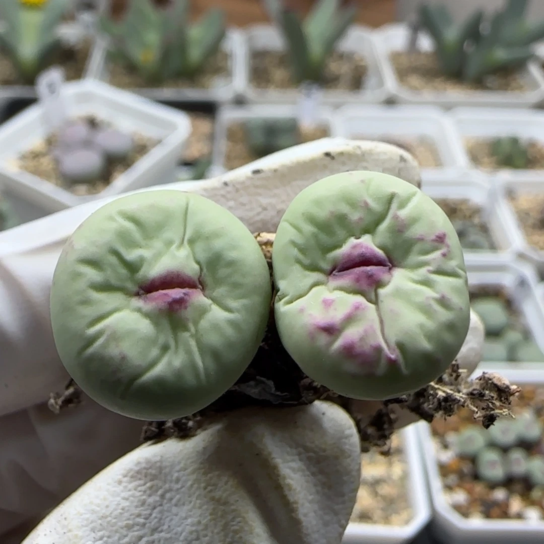 皮****9-15-当天满38包邮特选大型厚嘴单头1.6cm