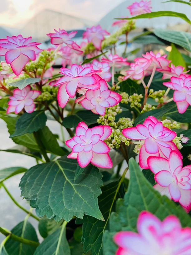 【女儿节】平顶绣球