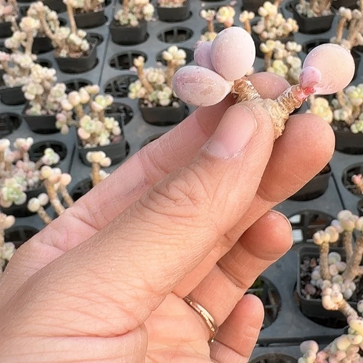 淡***笑b b v vvvv b 123ddd