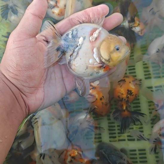 闪鳞水墨泰狮金鱼