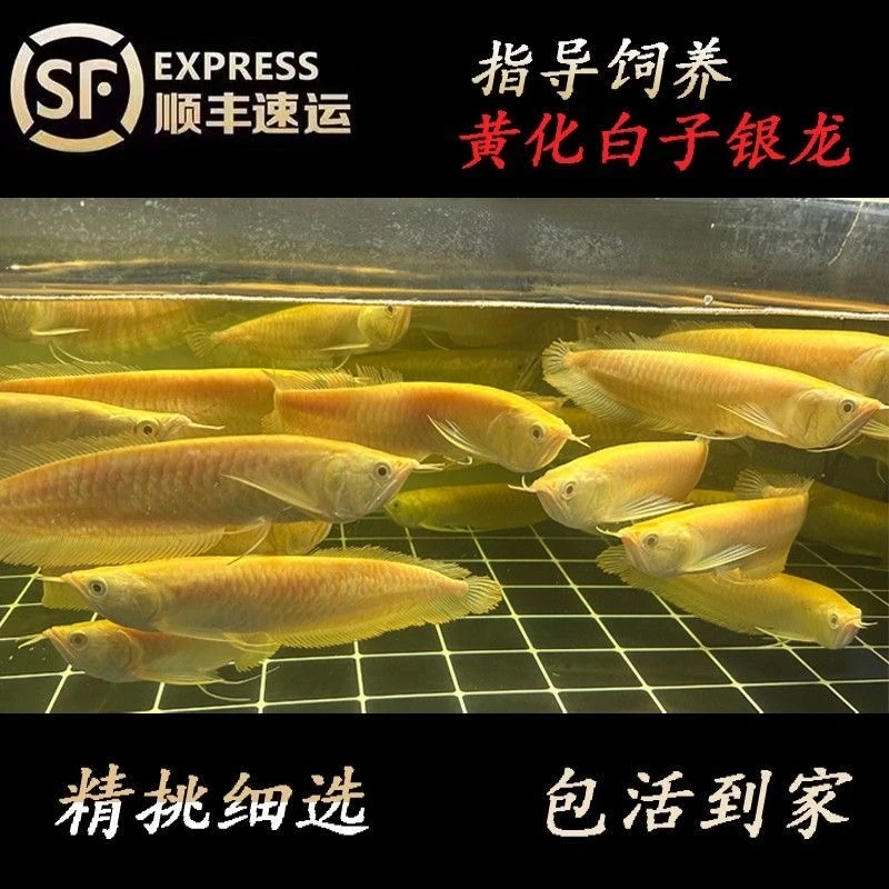 黄化白子银龙活体红眼大型观赏鱼风水招财热带鱼银龙鱼活鱼苗练手
