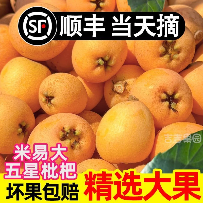 【顺丰现货】正宗四川攀枝花枇杷果新鲜五星琵琶应季水果孕妇大果