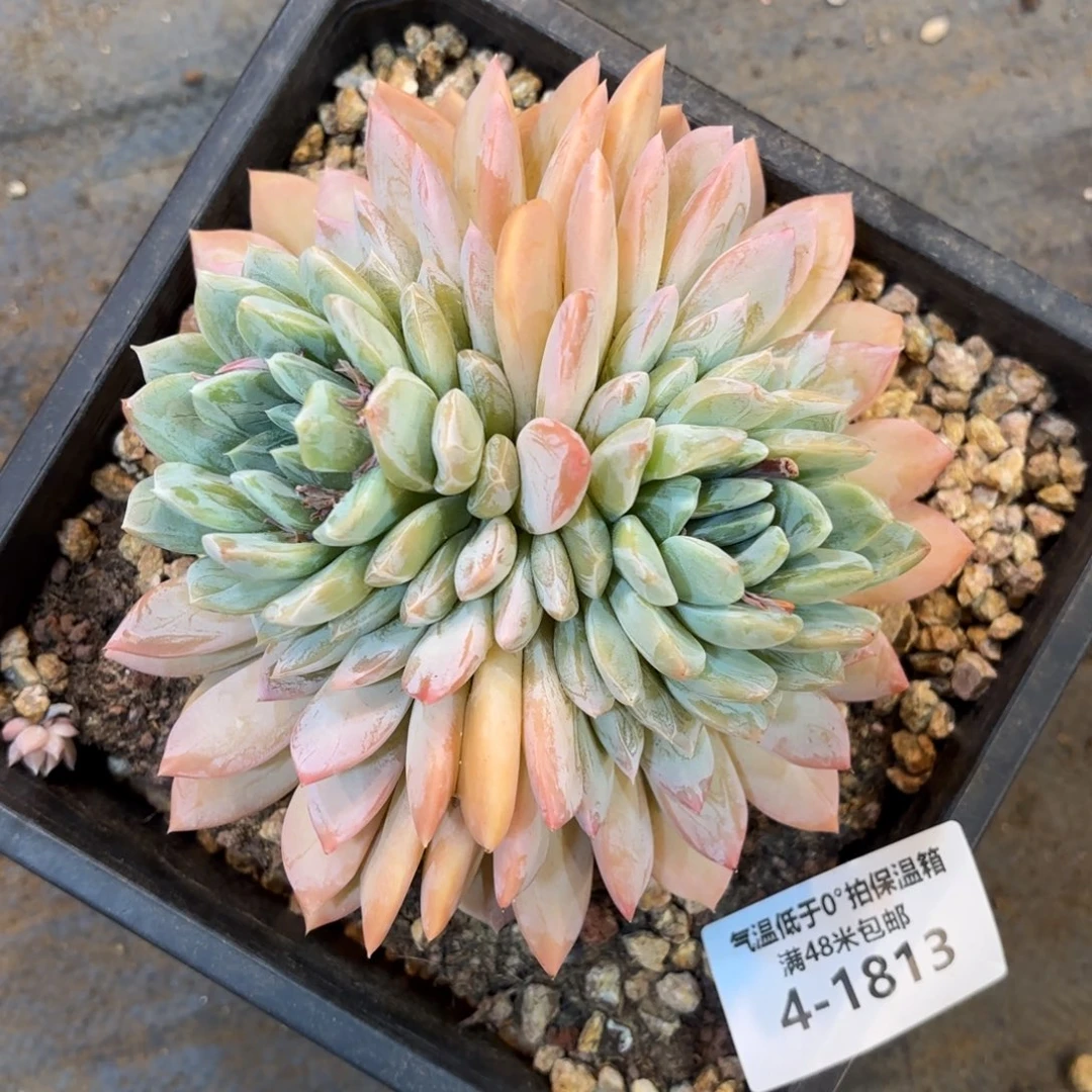 0**°4-1813维京斯美人多肉植物