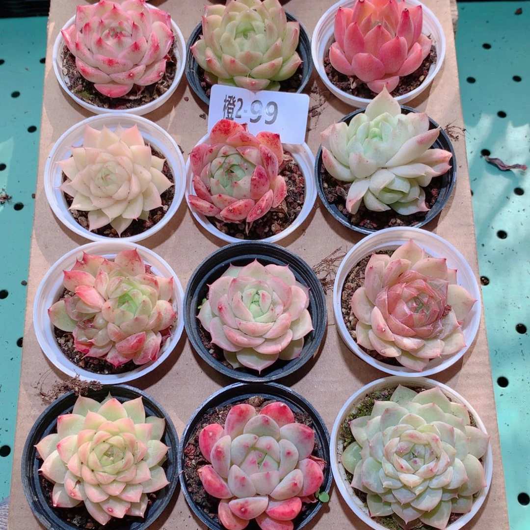 2-99一物一拍多肉带盆18颗