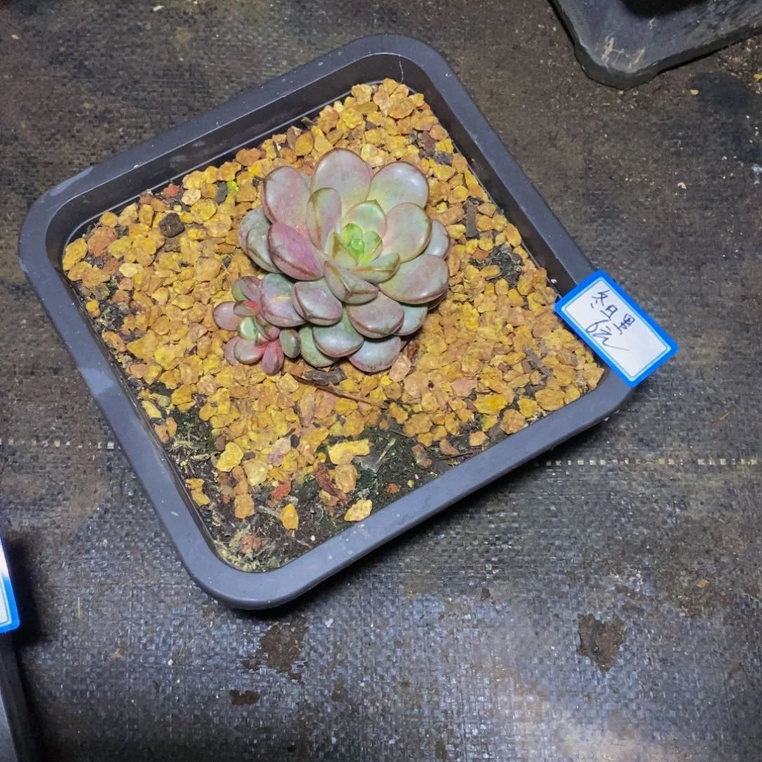 冬***雾一物一拍一物一拍