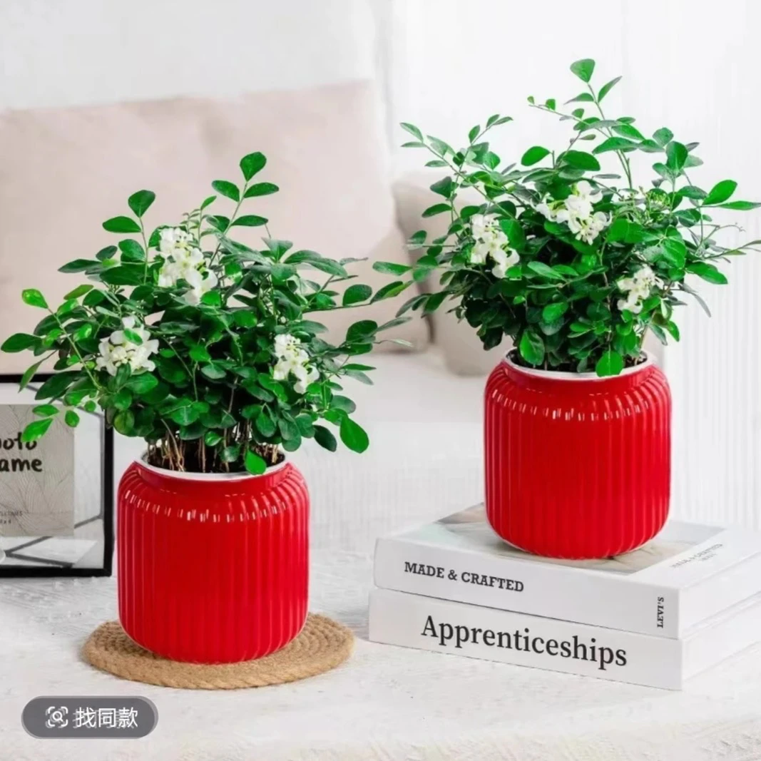 九里香盆栽室内净化空气美观四季常青办公室桌面绿植