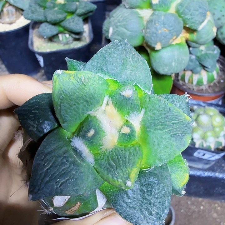 无花朵660双头哥斯拉锦群